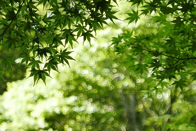 Minoh Waterfall and nature walk through the Minoh Park - Ryuanji Temple: ascetic Buddhism on the mountain route