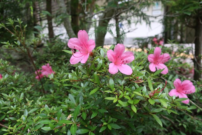 Minoh Waterfall and nature walk through the Minoh Park - The private guide effect: steady pace, clear explanations, and real personality