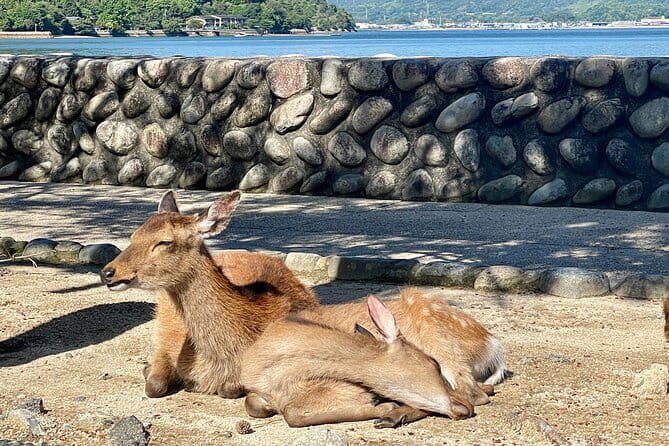 Miyajima Highlights: Itsukushima Shrine & Island Nature - Why This Miyajima Tour Works for Real-Time Sightseeing