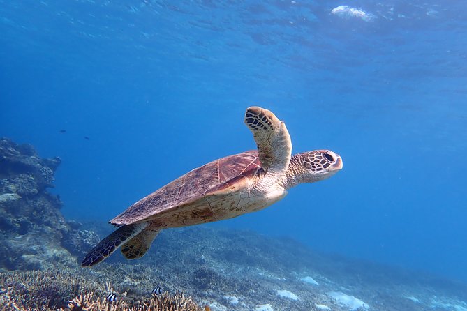 [Miyako Island/Half Day] Sea Turtle Snorkeling - Key points before you go