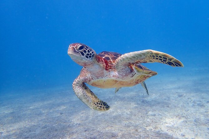 [Miyako Island/Half Day] Sea Turtle Snorkeling - Shigira Beach snorkeling, what the experience feels like