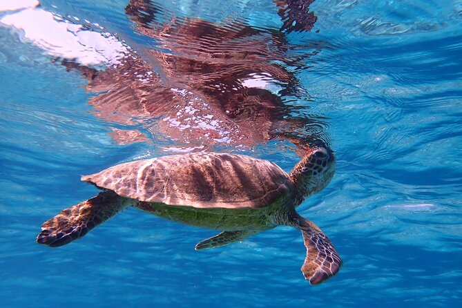 [Miyako Island/Half Day] Sea Turtle Snorkeling - How to maximize your chances with sea turtles