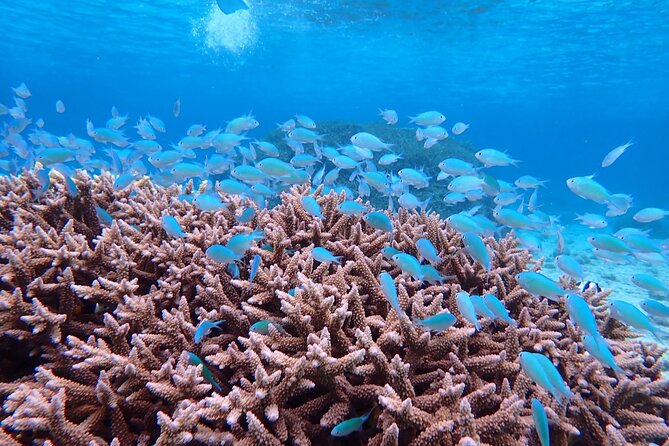 [Miyako Island/Half Day] Sea Turtle Snorkeling - Snorkeling gear and safety rules you must follow