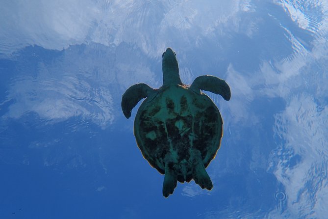 [Miyako Island/Half Day] Sea Turtle Snorkeling - The free waterproof photo data, and why it matters