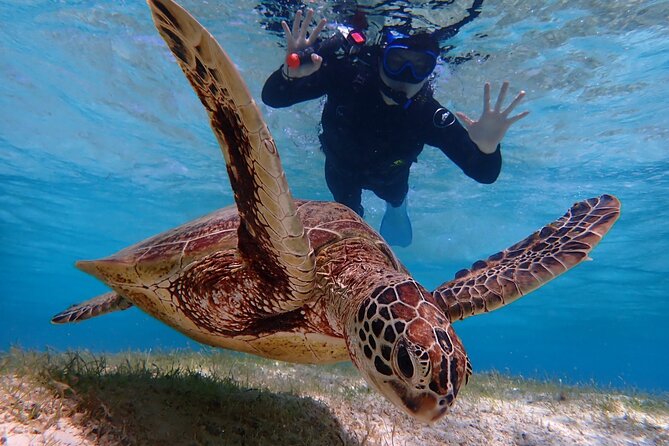 [Miyako Island/Half Day] Sea Turtle Snorkeling - Price and what you are really paying for