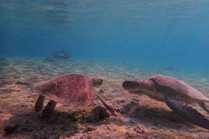 [Miyako Island/Half Day] Sea Turtle Snorkeling - Timing and meeting at Shigira Beach