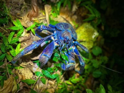 Miyako Island: Stars & Jungle Night Walking Tour