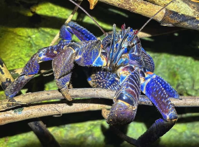 Miyako Island: Stars & Jungle Night Walking Tour - Price and Value: What $31 Buys You in Miyakojima