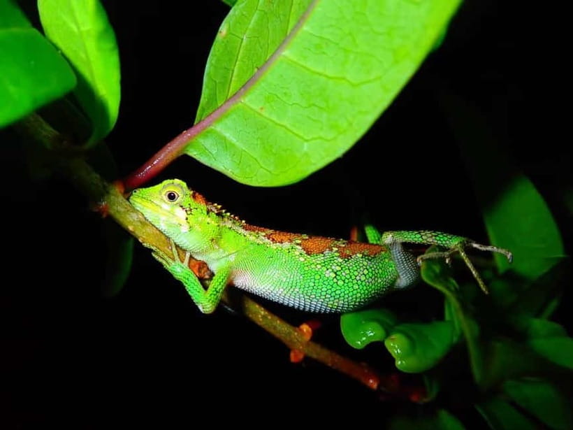 Miyako Island: Stars & Jungle Night Walking Tour - Should You Book the Miyako Stars and Jungle Night Walking Tour?