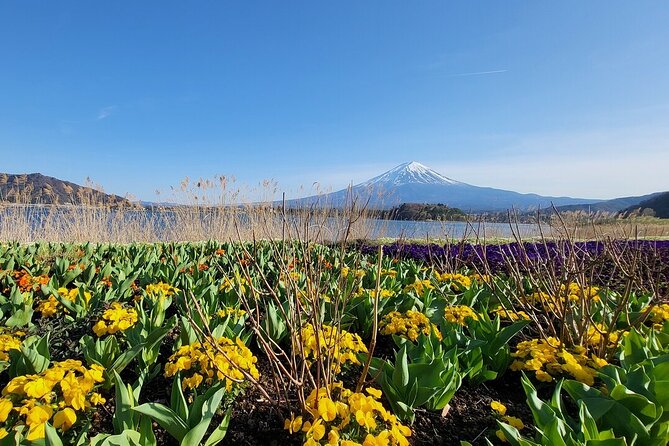 Mount Fuji Adventures Private English Tour With Hotel Pick Up - Oishi Park: Quick Panoramas With Big Payoff