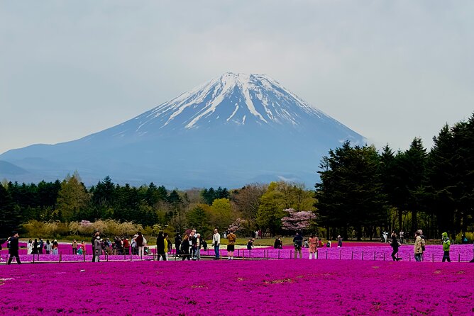 Mt. Fuji, Cherry Blossom & Shiba Sakura Pvt. Day Tour - Key points to know before you go