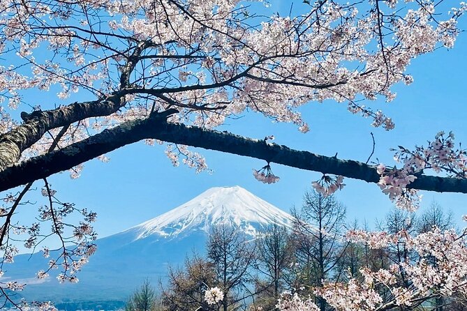 Mt. Fuji, Cherry Blossom & Shiba Sakura Pvt. Day Tour - The 10 hour itinerary, paced for photos and breathing room