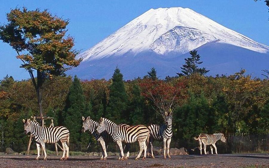 Mt Fuji : Private 10-Hour Luxury Tour by Exclusive Car - Key things to know before you go