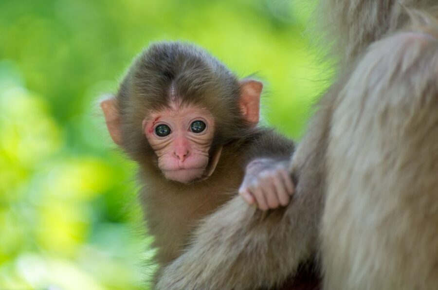 Nagano: 1-Day Snow Monkey & Cherry Blossom Tour in Spring - A Spring Day in Nagano: Monkeys First, Hanami Later
