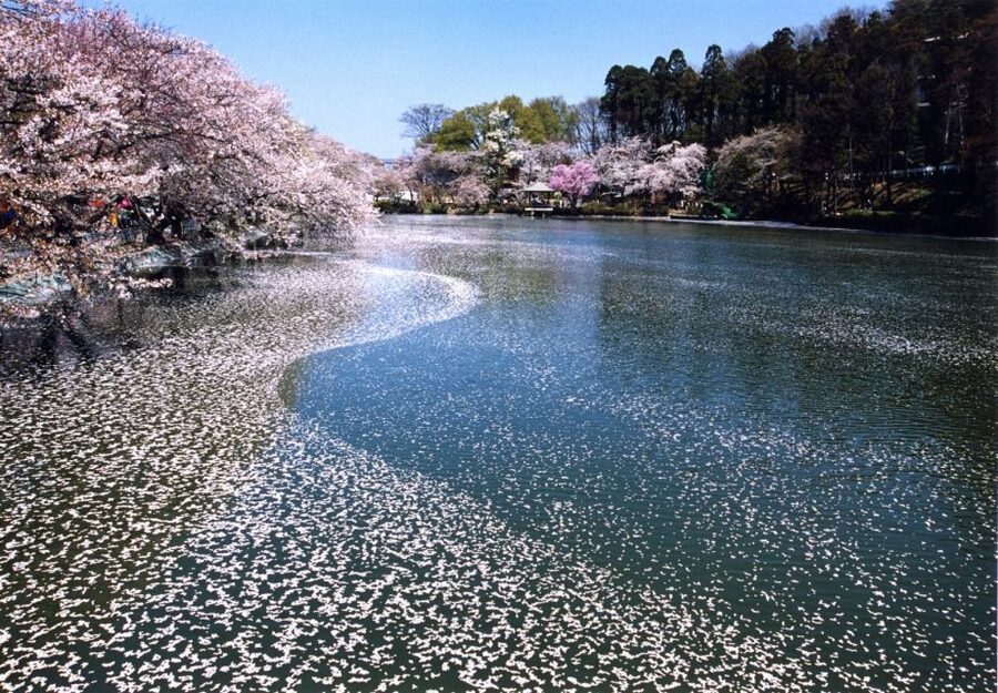 Nagano: 1-Day Snow Monkey & Cherry Blossom Tour in Spring - Monkeys and Cameras: Getting the Shots Without Being a Jerk