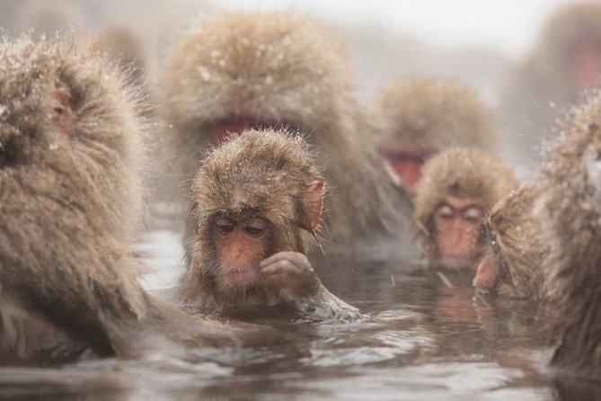 Nagano Snow Monkey 1 Day Tour with Beef Sukiyaki Lunch from Tokyo - The Tokyo to Nagano day-trip rhythm (and what “13 hours” feels like)