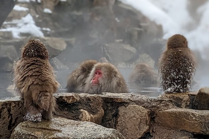 Nagano Snow Monkey 1 Day Tour with Beef Sukiyaki Lunch from Tokyo - Why the bus guide matters more than you think