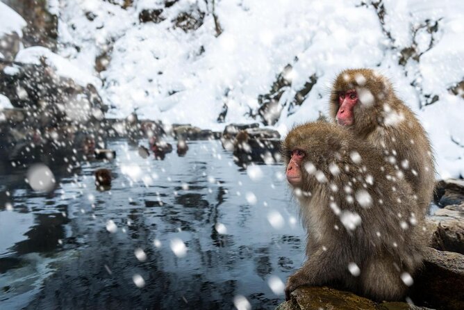 Nagano Snow Monkey 1 Day Tour with Beef Sukiyaki Lunch from Tokyo - Stop 2: Jigokudani Monkey Park hot springs and the real rules for seeing monkeys