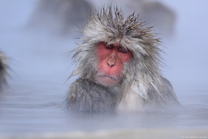 Nagano Snow Monkey 1 Day Tour with Beef Sukiyaki Lunch from Tokyo - Time management at the park: how to get the most from your 2 hours