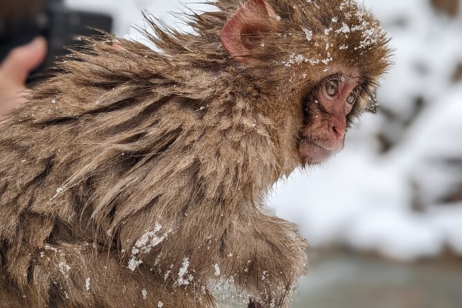 Nagano Snow Monkey 1 Day Tour with Beef Sukiyaki Lunch from Tokyo - Mid-March and beyond: hot spring use can change with weather