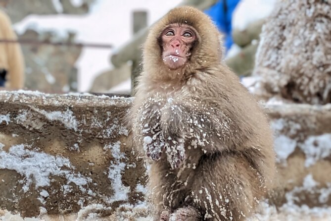 Nagano Snow Monkey 1 Day Tour with Beef Sukiyaki Lunch from Tokyo - Stop 3: Kamakura no Sato snow huts in the right dates