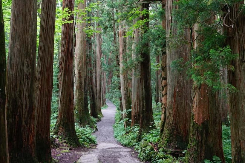 Nagano: Snow Monkeys & Togakushi Shrine Two-Spot in-One Day - Should you book this tour, or go DIY?