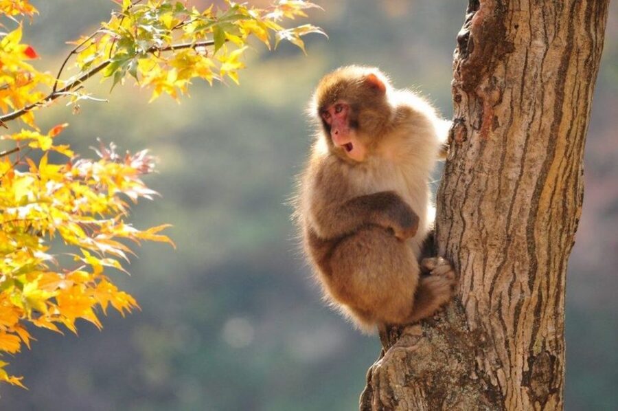 Nagano: Snow Monkeys, Zenkoji Temple & Sake Day Trip - Key highlights that make this day trip worth your time