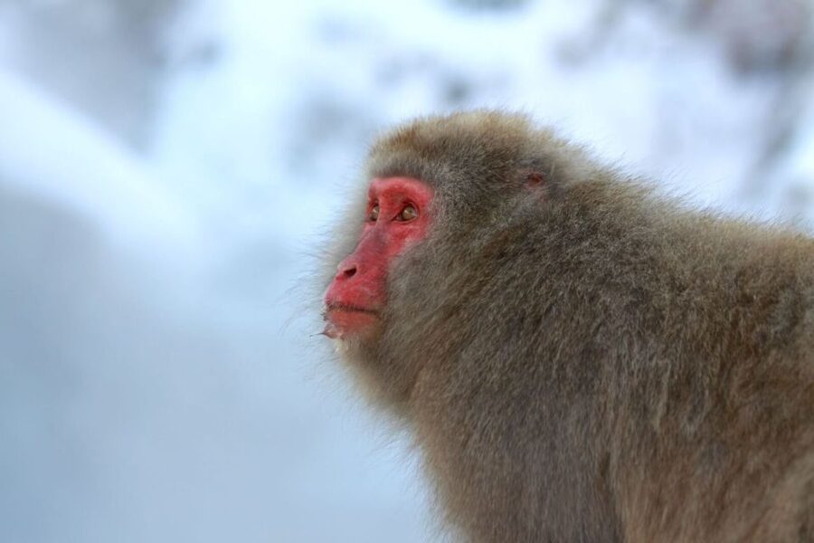 Nagano: Snow Monkeys, Zenkoji Temple & Sake Day Trip - Should you book the Nagano Snow Monkeys, Zenko-ji & Sake day trip?