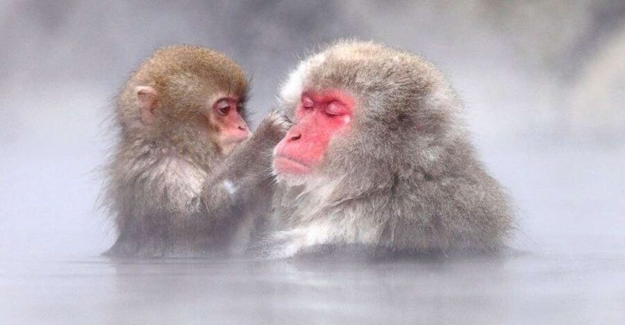 Nagano: Snow Monkeys, Zenkoji Temple & Sake Day Trip - First stop, Zenko-ji Temple and a grounded Nagano feeling