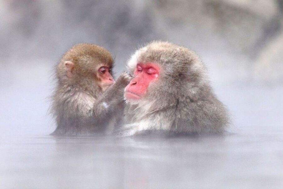 Nagano: Snow Monkeys, Zenkoji Temple & Sake Day Trip - Sake tasting: a fun lesson with real structure