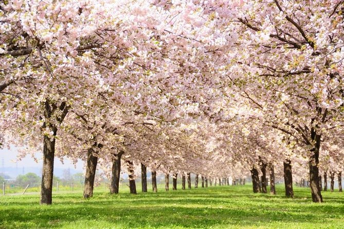 Nagano Spring: 1-Day Cherry Blossoms & Snow Monkeys Guided Tour - Key points before you go