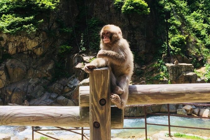 Nagano Spring: 1-Day Cherry Blossoms & Snow Monkeys Guided Tour - When sakura are missing: Zenko-ji Temple and a sake stop