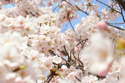 Nagano Spring: 1-Day Cherry Blossoms & Snow Monkeys Guided Tour