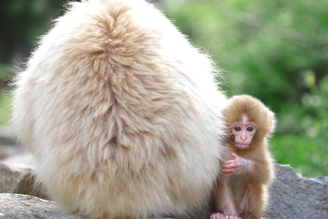 Nagano Spring: 1-Day Cherry Blossoms & Snow Monkeys Guided Tour - Timing, pacing, and the 9-hour logistics that keep it sane