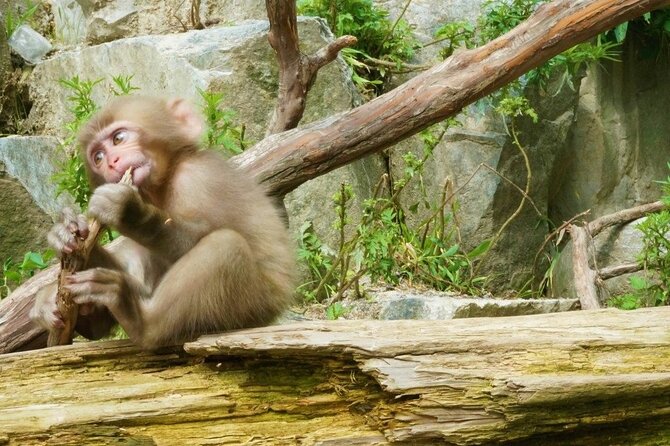 Nagano Spring: 1-Day Cherry Blossoms & Snow Monkeys Guided Tour - What you get for $150.89: value beyond the headline price