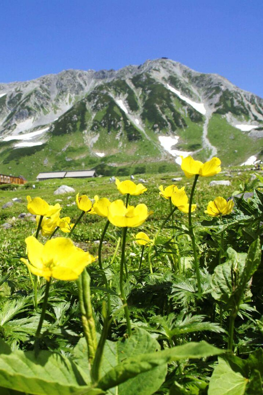Nagano: Tateyama-Kurobe Guided Walking Tour - Price and value: what $232 covers, and what it doesn’t