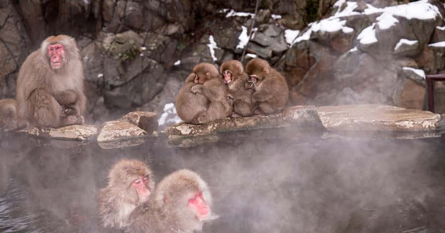 Nagano/Tokyo: Snow Monkey and Zenkoji Temple Private Tour - Key things that make this tour worth your time