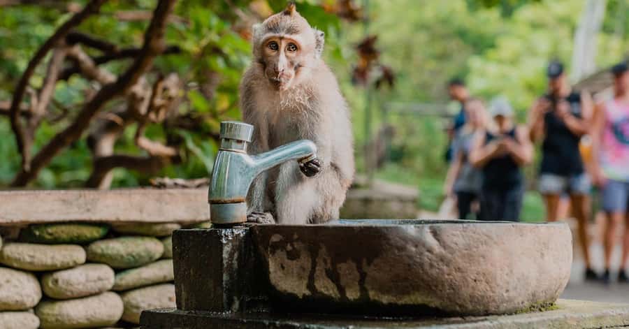 Nagano/Tokyo: Snow Monkey and Zenkoji Temple Private Tour - How to make this day feel personal, not rushed