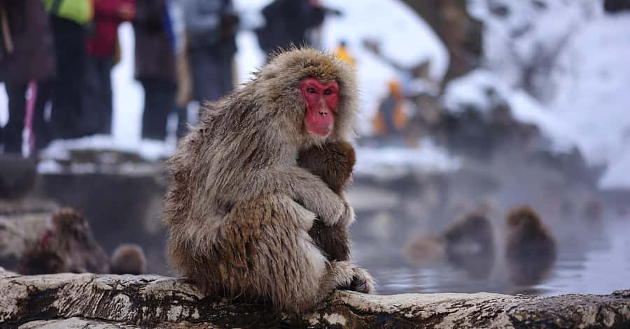 Nagano/Tokyo: Snow Monkey and Zenkoji Temple Private Tour - Nagano in one day: why this feels like a smarter shortcut