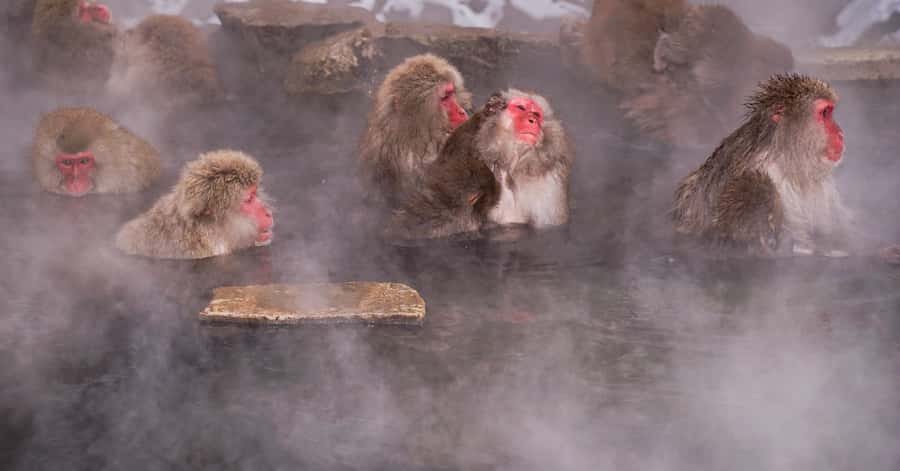 Nagano/Tokyo: Snow Monkey and Zenkoji Temple Private Tour - Zenko-ji Temple: Nagano’s spiritual anchor in a focused visit
