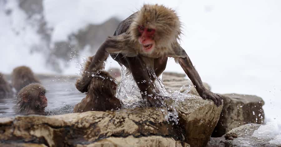 Nagano/Tokyo: Snow Monkey and Zenkoji Temple Private Tour - Jigokudani Monkey Park: seeing snow monkeys do their hot-spring routine