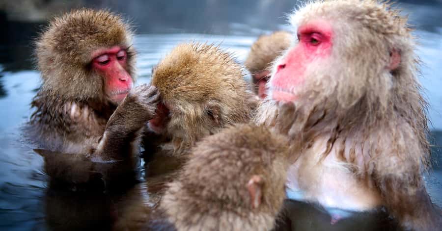 Nagano/Tokyo: Snow Monkey and Zenkoji Temple Private Tour - Obuse: a calmer stop with Hokusai’s art and classic town vibes