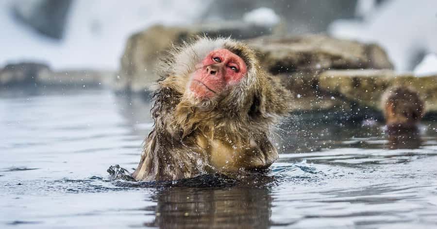 Nagano/Tokyo: Snow Monkey and Zenkoji Temple Private Tour - Yamanochi and the Shibu Onsen walking circuit