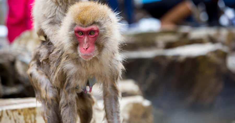 Nagano/Tokyo: Snow Monkey and Zenkoji Temple Private Tour - The value question: what you are really paying for at $505