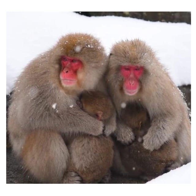 Nagano/Tokyo: Snow Monkey Private Day Tour At Lowest Rate - Obuse and the Hokusai Museum: a calmer town break