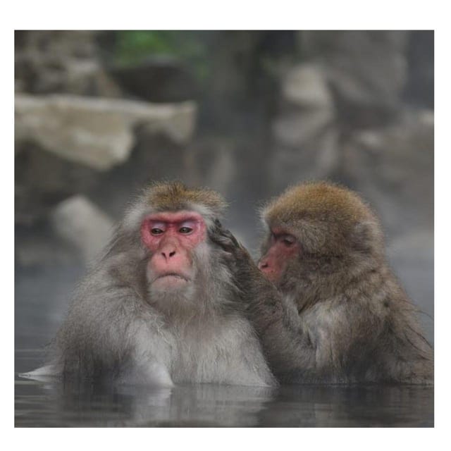 Nagano Tokyo: Snow Monkey Private Day Tour Hotel Pick & Drop - Price and Logistics: Is This $455 Private Day Worth It?