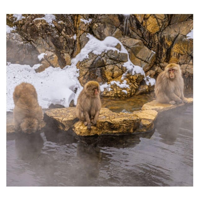 Nagano Tokyo: Snow Monkey Private Day Tour Hotel Pick & Drop - Private Toyota Prado Pickup and the Real Meaning of “No Stress”