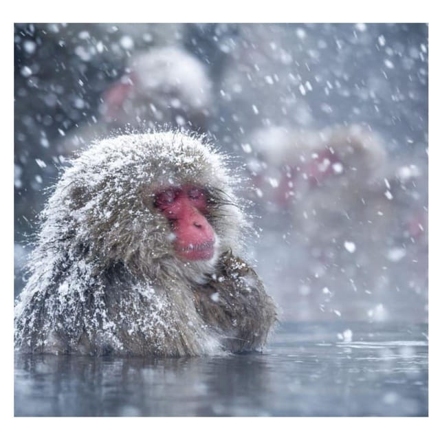 Nagano Tokyo: Snow Monkey Private Day Tour Hotel Pick & Drop - The Nagano Countryside Photo Stop: A Breather Between Big Moments