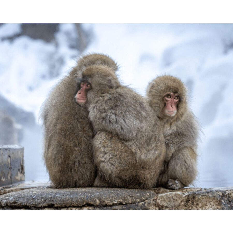 Nagano Tokyo: Snow Monkey Private Day Tour Hotel Pick & Drop - Matsushiro Castle Ruins: Samurai-Era Space to Breathe