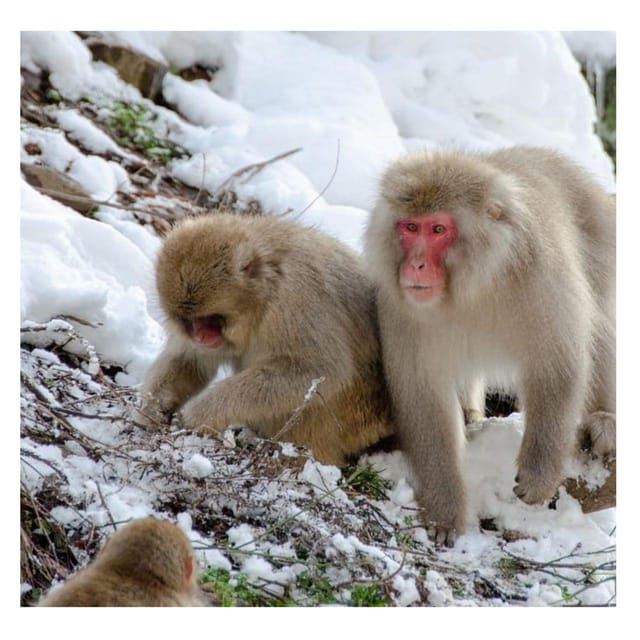 Nagano Tokyo: Snow Monkey Private Day Tour Hotel Pick & Drop - Jigokudani Monkey Park: Seeing Wild Snow Monkeys in Winter